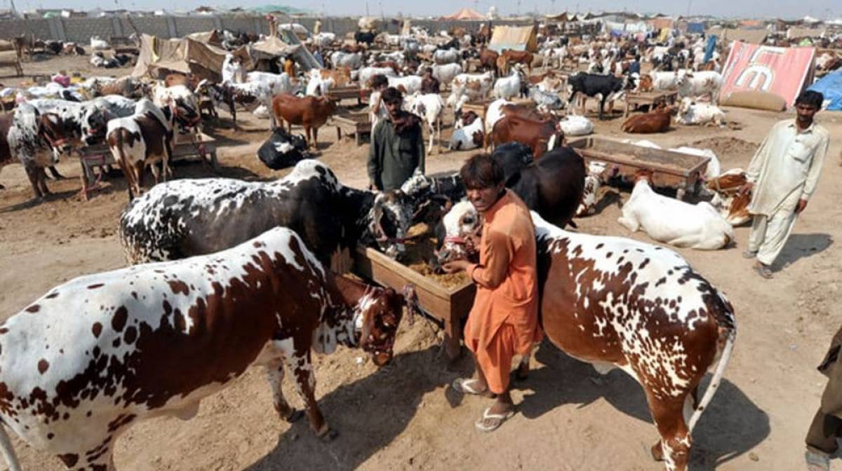 Bakra Online Cattle Market Auction